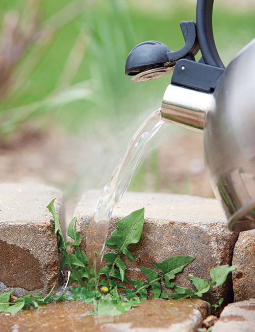 kill weeds with boiling water: Using boiling water to get rid of weeds works best for spot treatments as this method can be time-consuming.