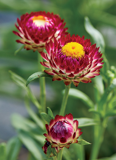 ‘Fireball’ strawflower (Xerochrysum bracteatum) 