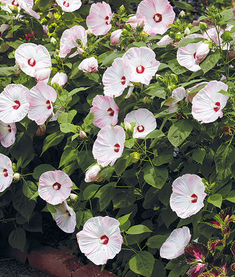 fp-pg-clay-soil-reccomendations-hardyhibiscus: Hardy hibiscus