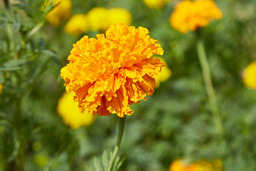 African marigold: Taller marigold varieties, such and 'Orange and Yellow Beast' have longer stems that are easier to cut and use in dried flower arrangements.