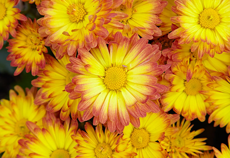 Dazzling Stacy™ garden mum (Chrysanthemum x morifolium)