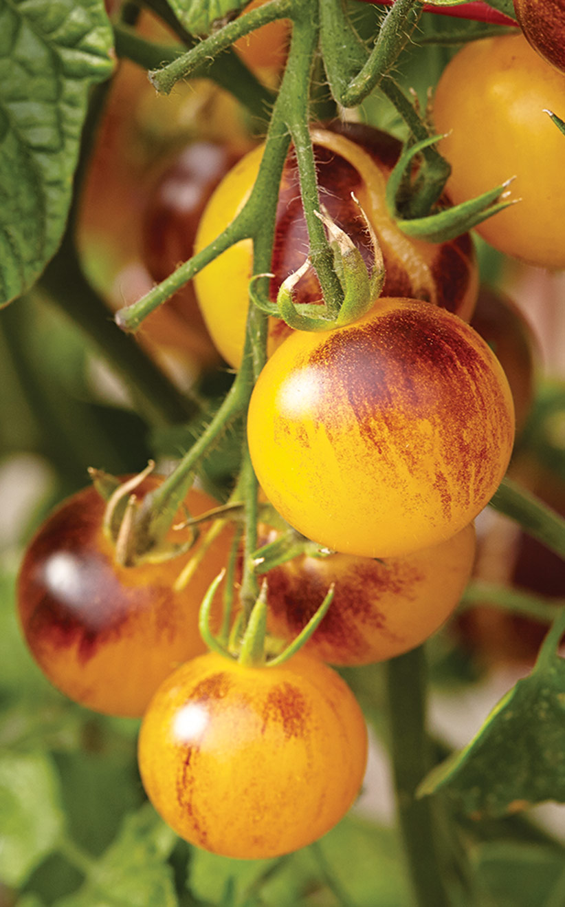 v-tom-delicious-tomato-reco-1: Cherry tomatoes come in a wide variety of colors and shapes like this Indigo Fireball yellow cherry tomato.
