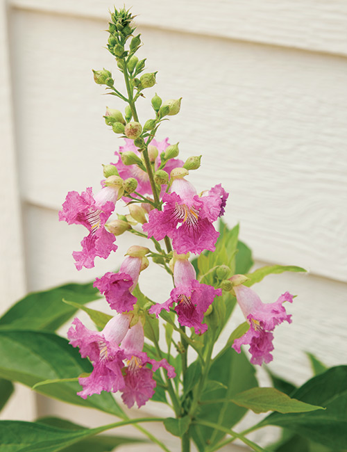 El nino desert orchid: These exotic looking blooms have a sweet scent.