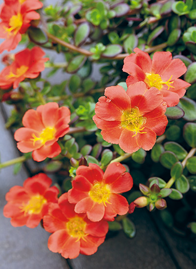 Rio Grande™ Orange purslane (Portulaca oleracea)