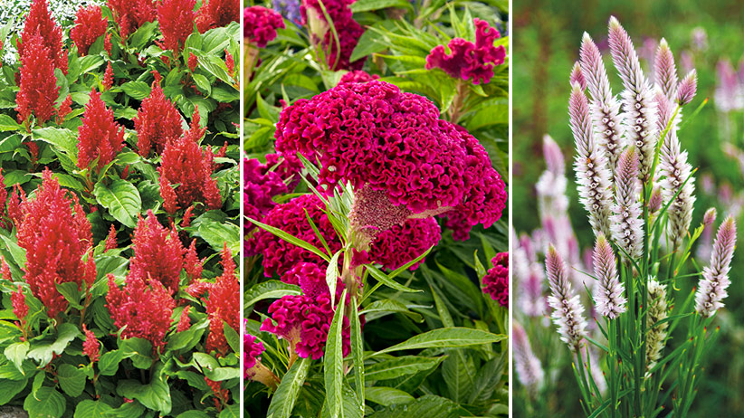 3 different types of celosia flowers: There are three different types of celosia flowers including Plume (left), Cockscomb (middle) and Wheat (right).