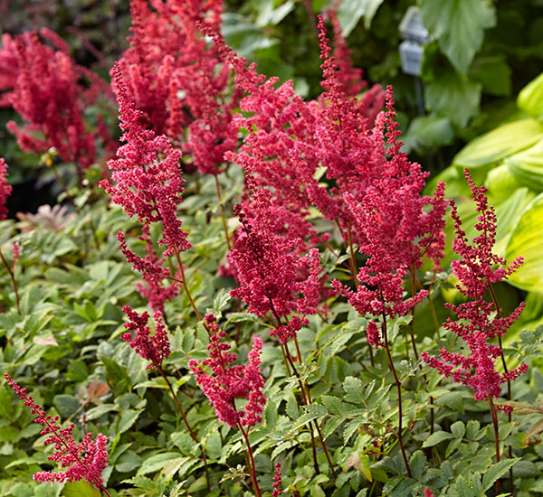 Colorful Backyard Flower Border | Garden Gate