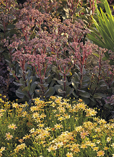 'Maestro' tall sedum (Hylotelephium hybrid) 