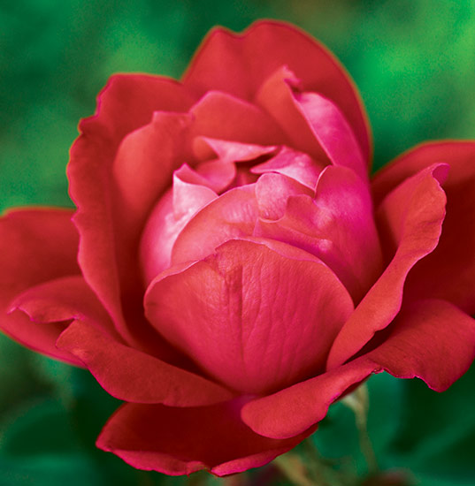 Rose (Rosa ‘Radtko’ Double Knock Out®)