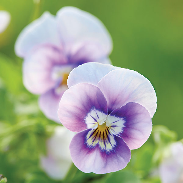 Pansy flowers: The happy faces of viola flowers are one of the earliest signs of spring, blooming when days are still chilly. 