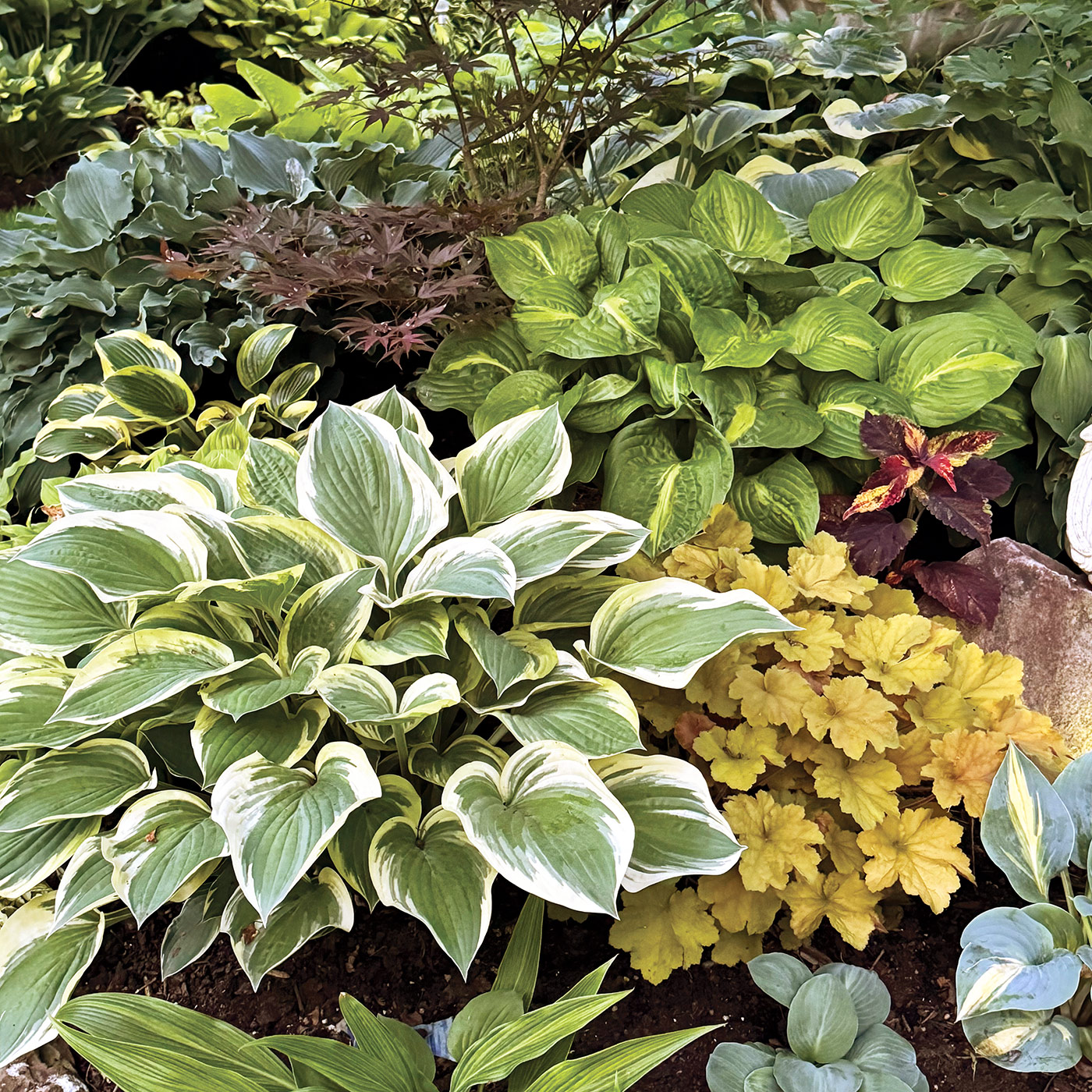 Lonna Engel Painted Hosta Garden: Mixing together different varieties of hostas along with other shade perennials creates a beautiful tapestry of texture in this garden.