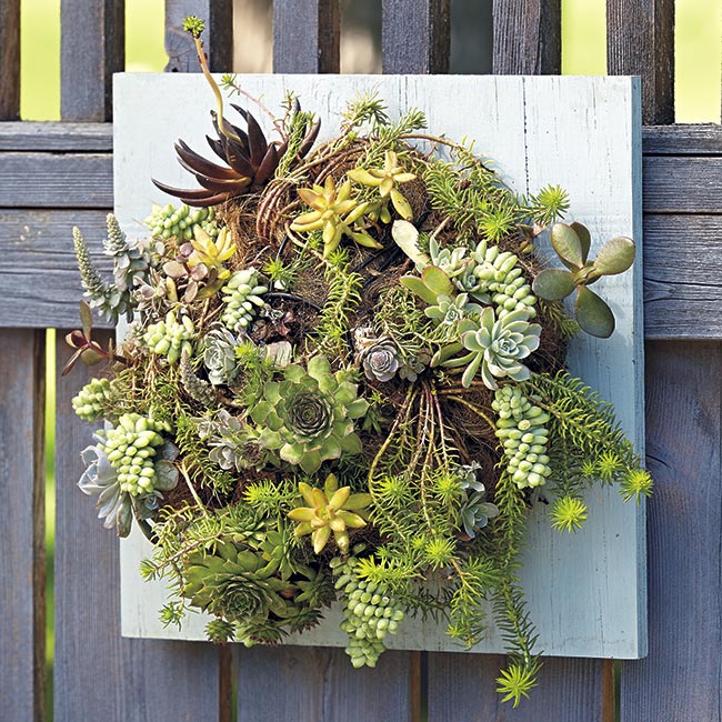 succulent-wall-art-on-fence: Drought tolerance, plus different textures and colors make succulents ideal for a wall hanging.
