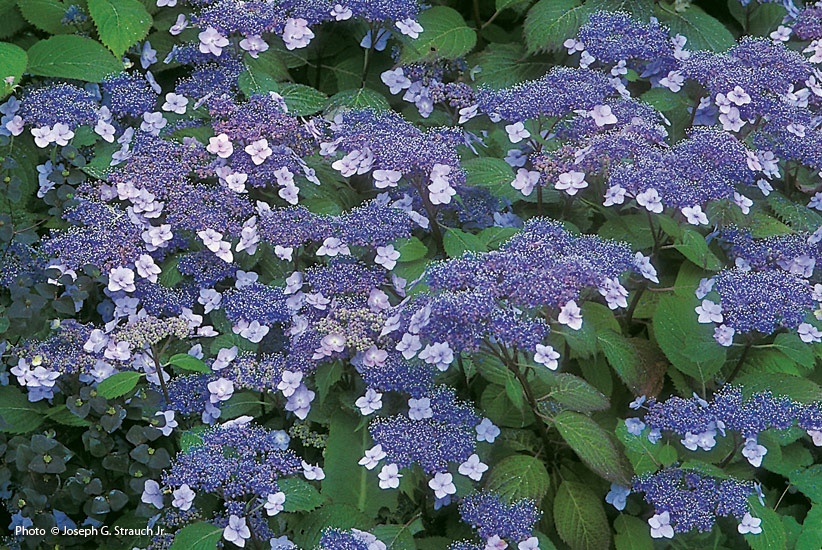 Seven Bigleaf Hydrangea Cultivars For Your Garden | Garden Gate