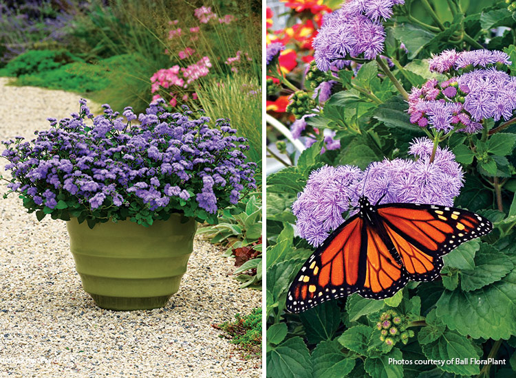 Monarch Magic Ageratum best new annuals 2025 courtesy of Ball FloraPlant: This new floss flower is wider than it is tall and covered in flowers.