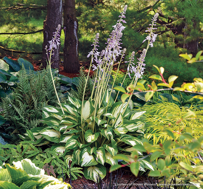 'Miss America' Hosta Courtesy of Proven winners: 'Miss America’ has a white center that helps brighten shade. Plants grow 19 inches tall and 55 inches wide.