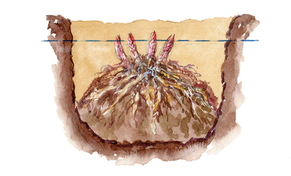 Growing-Peonies-Peony-planting-depth-illustration: Make sure the base of the eyes are just 2 in. below the soil or your peony may not bloom properly.