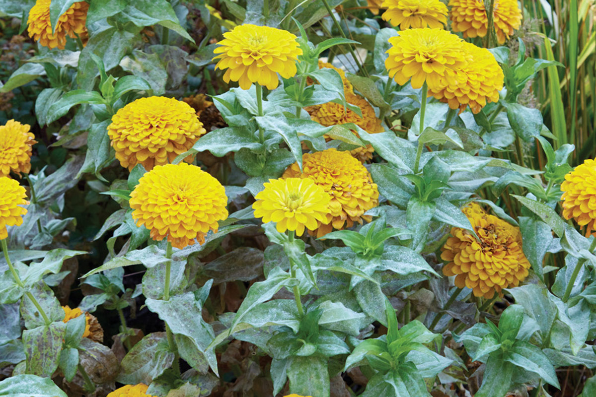 GG187 zinnia-mildew: Zinnia is a common plant affected by powdery mildew, especially late in the summer. To avoid spreading to the next year's garden, it's important to remove debris in fall.
