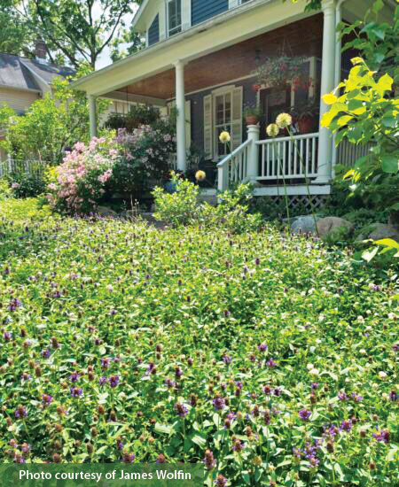 bee lawn front yard courtesy of James Wolfin: If your front lawn doesn’t see much foot traffic, it may be the perfect spot for a bee lawn. 