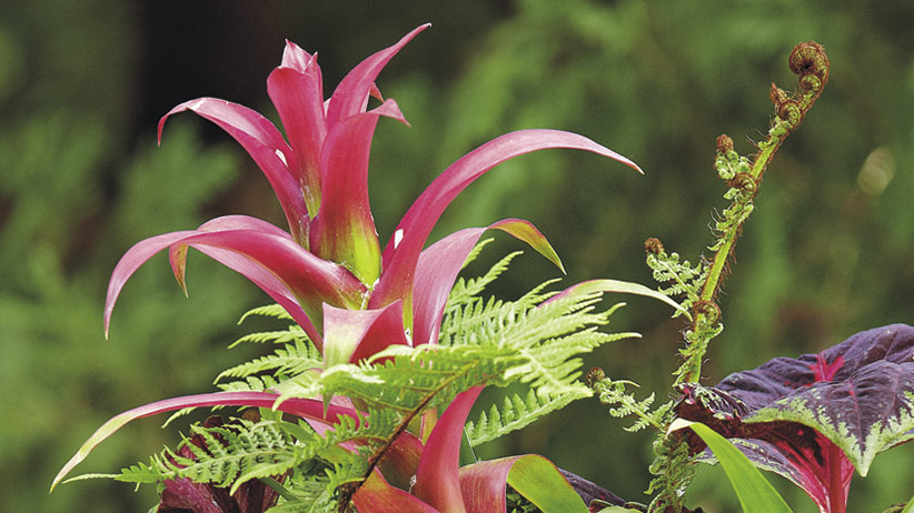 summer-container-detail: The bloom of scarlet star and other bromeliads will last for months.