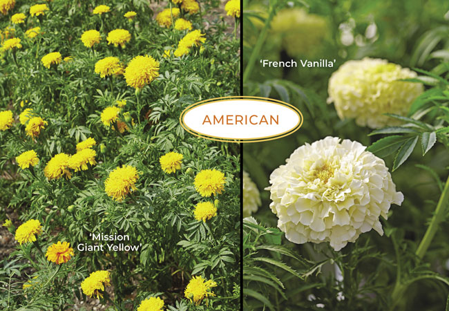 American marigold: American marigolds are also known as African or Aztec marigolds.