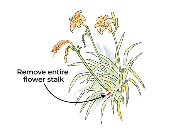3-techniques-for-deadheading-perennials-remove-entire-flower-stalk
