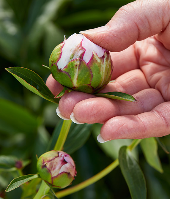 Image of Peony bud about to bloom