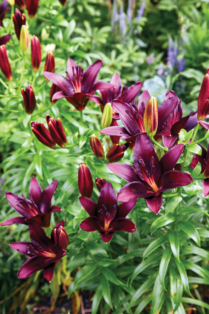 Nightrider Asiatic Lily: ‘Nightrider’ is a cross between Asiatic and trumpet lilies, resulting in gracefully recurved petals and a more open, elegant form than traditional Asiatic lilies.