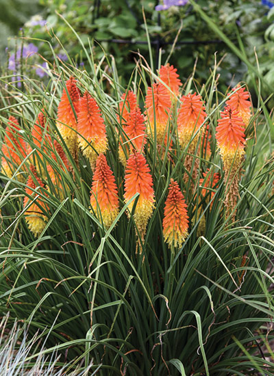 ‘Backdraft’ torch lily (Kniphofia hybrid)
