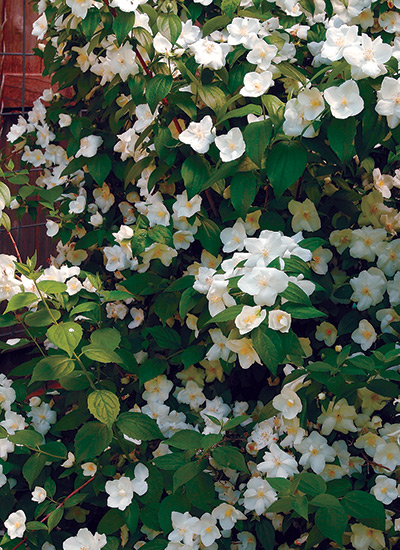 10 Fragrant Flowers For Your Garden, Fragrant White Flowers For Garden
