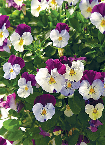 Pansy (Viola spp. and hybrids)