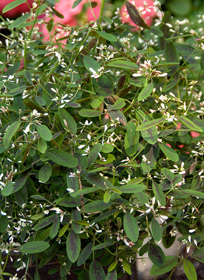 大戟(Euphorbia hypericifolia)