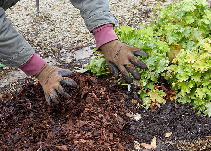 spreading mulch to reduce weeds: Help reduce weeds in your perennial garden beds with bark mulch.