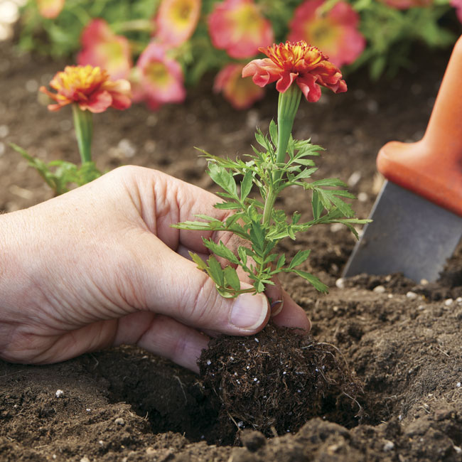 Transplanting Marigolds: These seedlings are nice and compact, but if your seedlings have grown leggy, remove a set or two of the lower leaves and plant them deeper — the stems form roots when they come into contact with the soil. 