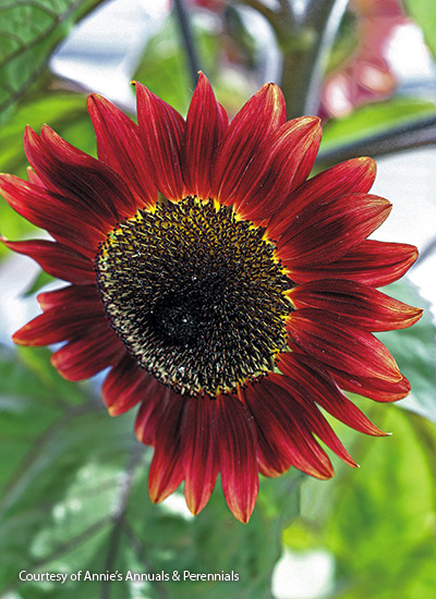 Annual sunflower (Helianthus annuus ‘Red Courtesan’)