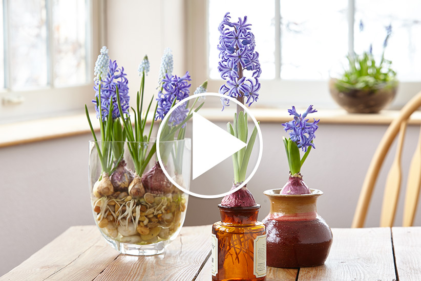 Want to Grow Flowers in Winter? Force Flower Bulbs! | December 21, 2023 ...