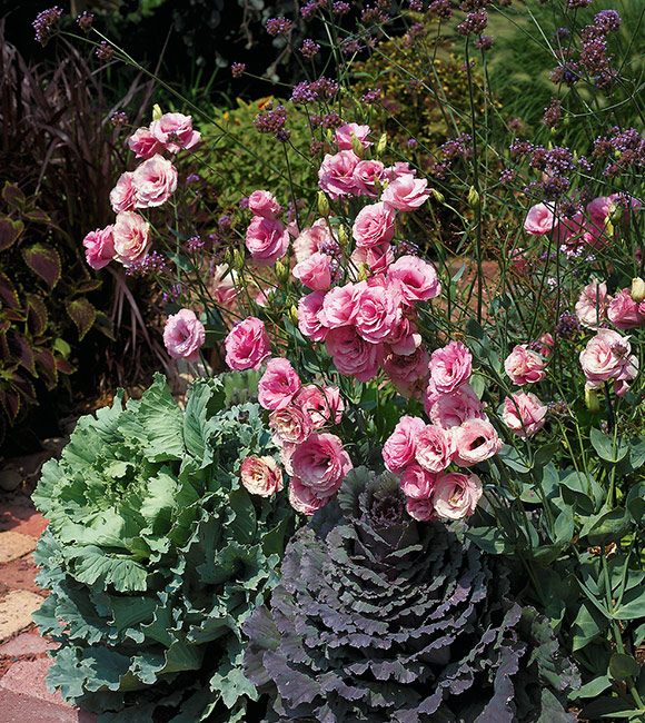 Jak uprawiać lisianthus posadzony z ozdobnym jarmużem: Aby zapewnić roślinie wsparcie, umieść eleganckie i odporne na ciepło odmiany 'Balboa Rose' pomiędzy zwiewną, purpurową werbeną wysoką a ozdobnym jarmużem.