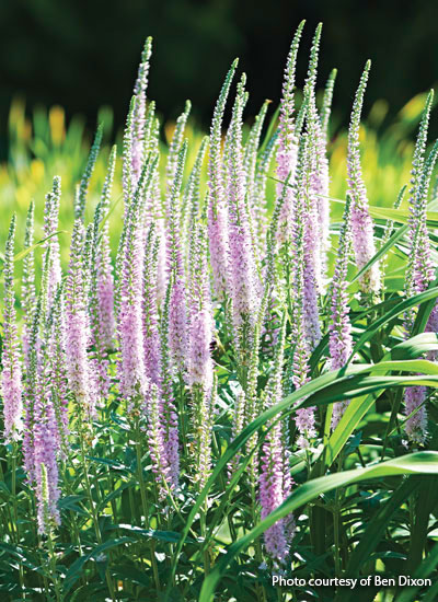 ‘Fairytale’ speedwell (Veronica hybrid)