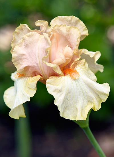 ‘Bundle of Love’ border bearded iris (Irishybrid)