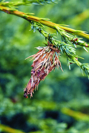 Bagworm: Bagworm cases like this are commonly found on different types of conifers. Photo by Sherri Ribbey