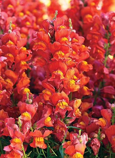 Snapdragon (Antirrhinum majus)