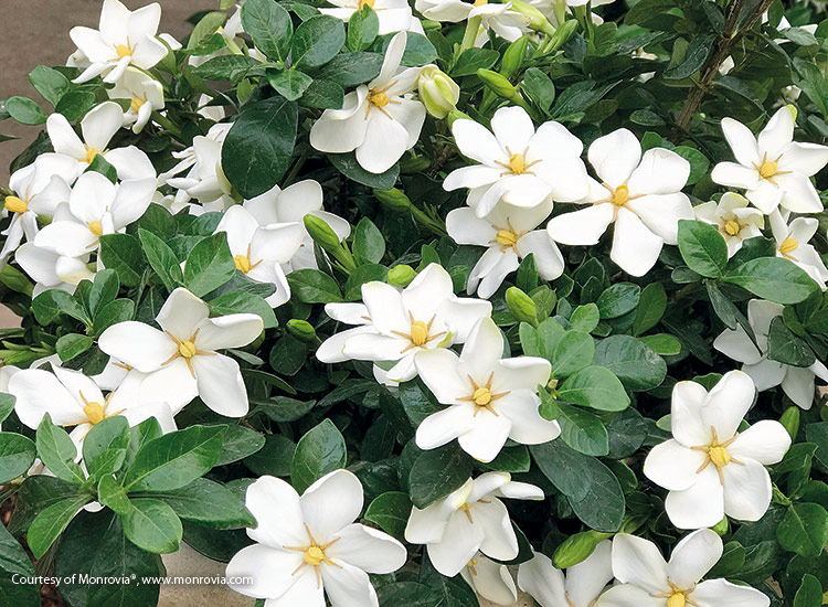 Gardenia (Gardenia jasminoides)