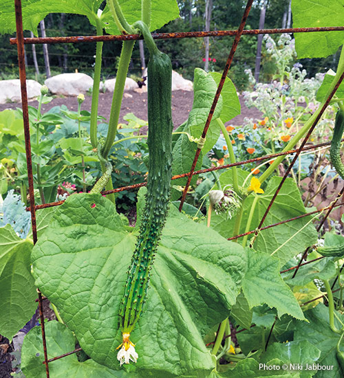 'Suyo Long' Asian cucumber on the vine copyright Niki Jabbour: Try growing new types of cucumbers in the garden like this long and slender Asian cucumber, ‘Suyo Long’.