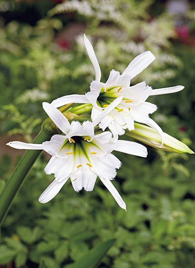 Peruvian daffodil (Hymenocallis x festalis)