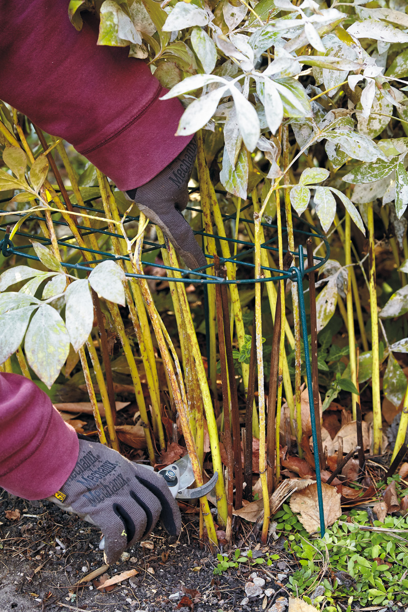 Cutting back peonies infected with powdery mildew: Carefully cut back stems to the crown, where the stems emerge from the soil, and don’t leave behind any infected leaves.