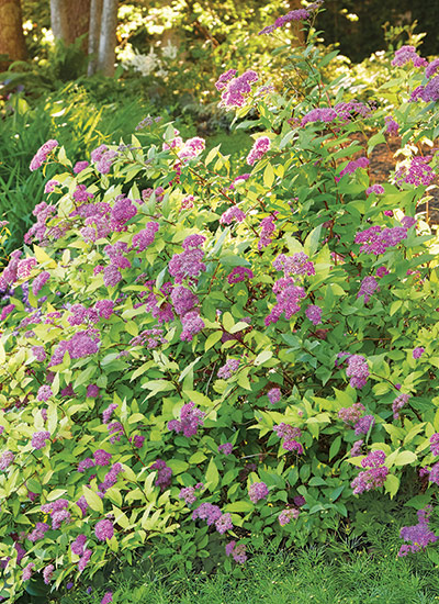 ‘Goldflame’ Japanese spirea (Spiraea japonica)