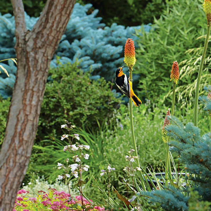 Bullocks oriole on a torch lily bloom: Torch lily provides an easy source of nectar for birds, such as hummingbirds, grosbeaks, cedar waxwings, goldfinches and orioles.
