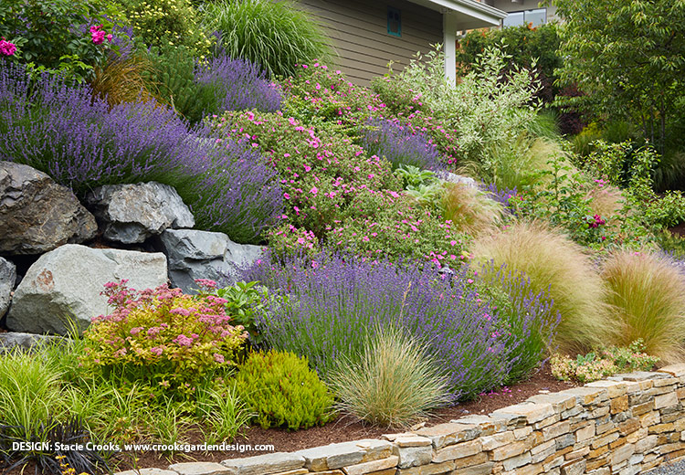 Lavender in home landscape planting Stacie Crooks Design: Grow lavender in a raised bed so it's easy to run your hands through as you walk by.