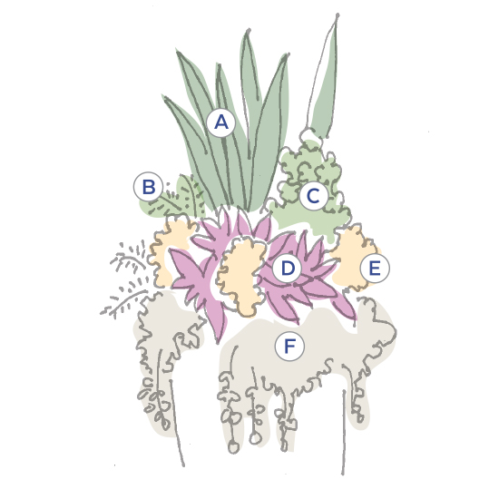 Claudia Hagen container plan:  Illustrated planting plan for Claudia Hagen's shade tolerant container.