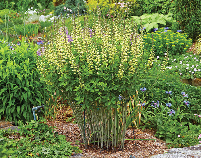 Staking baptisia: The grid on this grow-through hoop provides interior support and even spacing for plants with a lot of stems, like this false indigo 