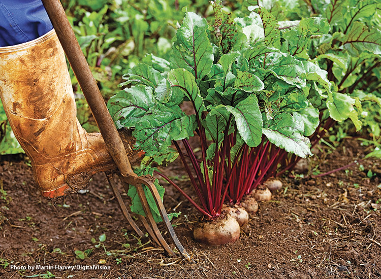 Beet harvest by Martin Harvey/DigitalVision: To harvest beets use a garden fork to release the mature beets from the soil.