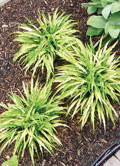 ‘Curly Fries’ hosta (Hosta hybrid)